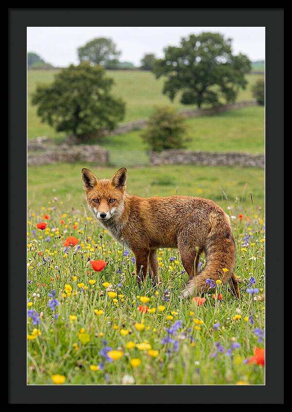 Red Fox In Blooming Meadow