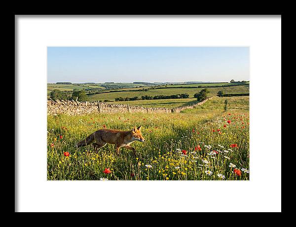 Red Fox In English Countryside