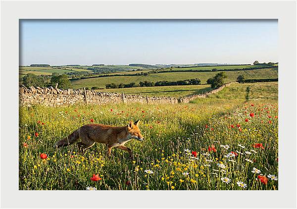 Red Fox In English Countryside