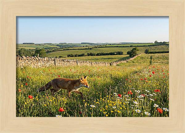 Red Fox In English Countryside