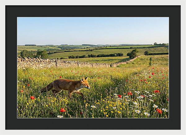 Red Fox In English Countryside