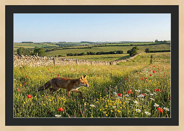 Red Fox In English Countryside