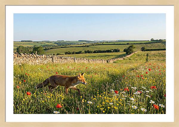 Red Fox In English Countryside