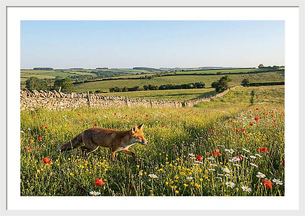 Red Fox In English Countryside