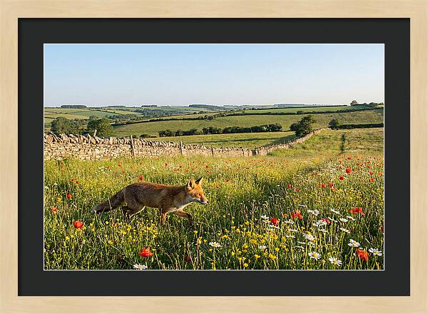 Red Fox In English Countryside