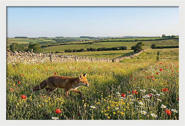 Red Fox In English Countryside
