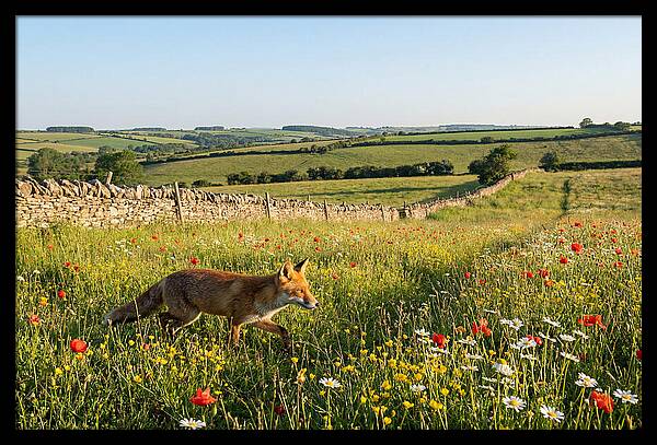 Red Fox In English Countryside
