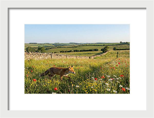 Red Fox In English Countryside