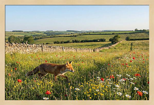 Red Fox In English Countryside