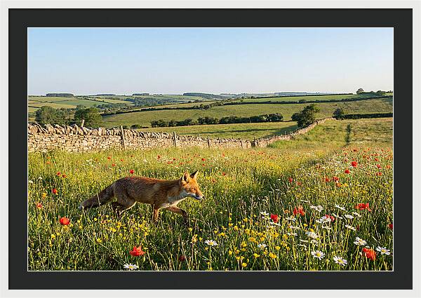 Red Fox In English Countryside