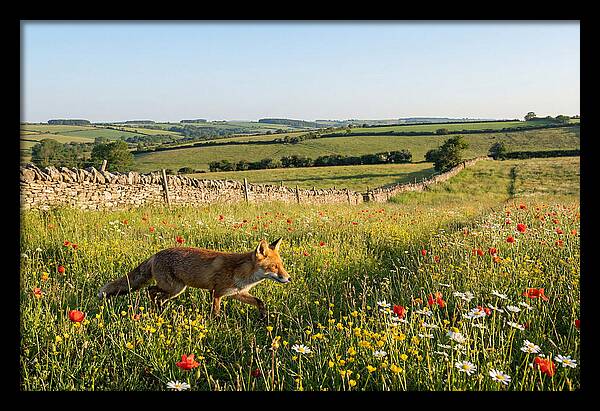 Red Fox In English Countryside