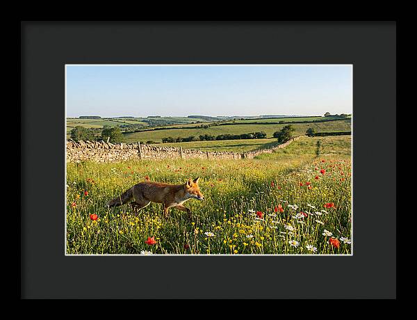 Red Fox In English Countryside
