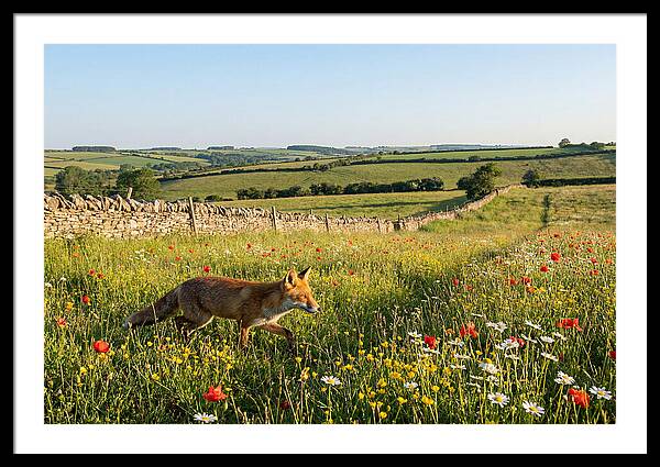 Red Fox In English Countryside