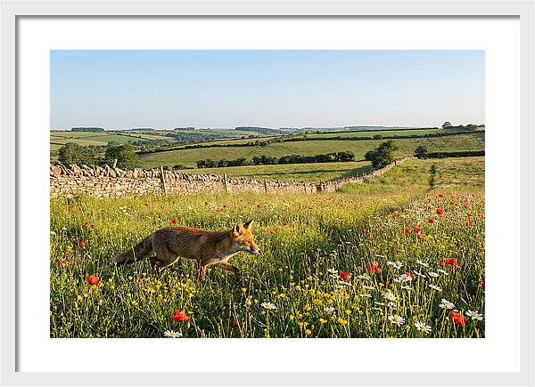 Red Fox In English Countryside