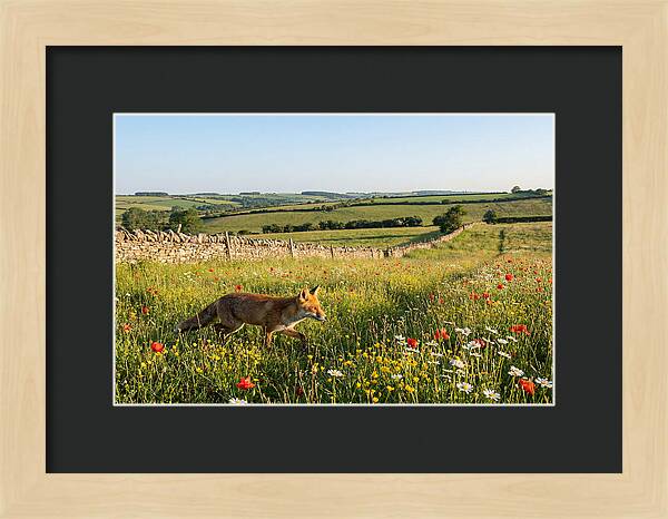 Red Fox In English Countryside