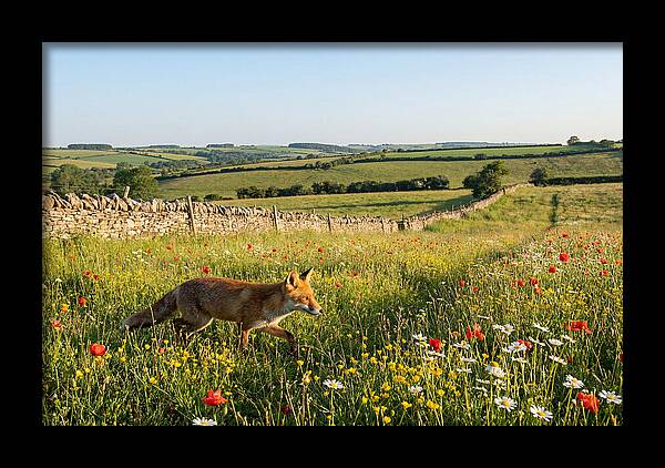 Red Fox In English Countryside