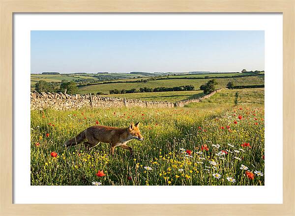 Red Fox In English Countryside