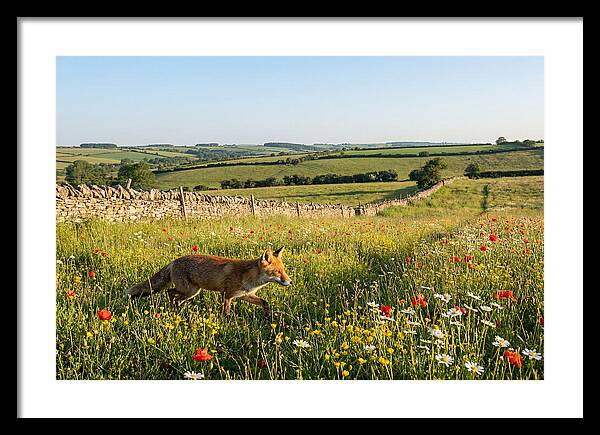 Red Fox In English Countryside