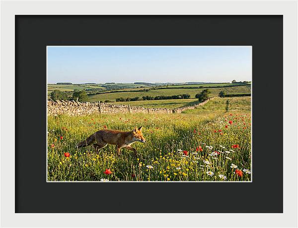 Red Fox In English Countryside