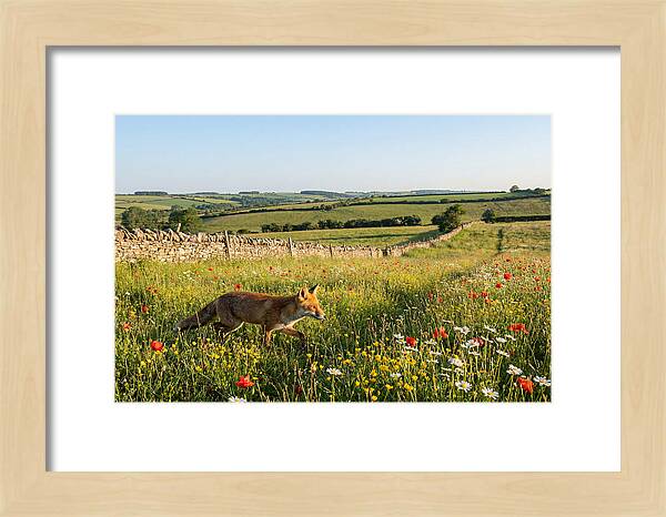 Red Fox In English Countryside