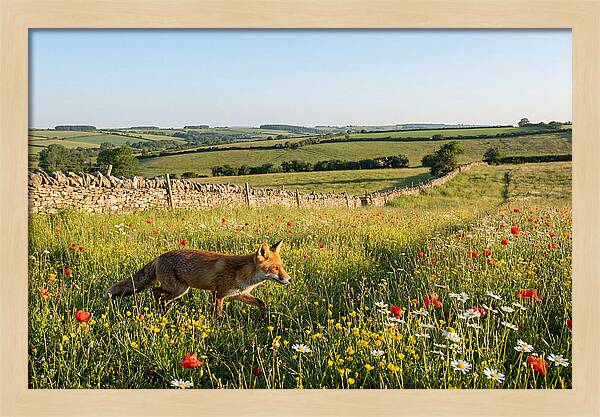 Red Fox In English Countryside