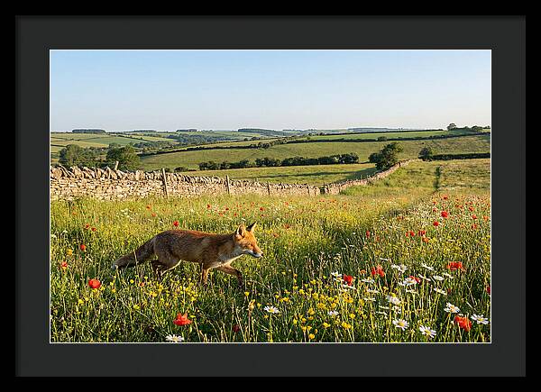Red Fox In English Countryside