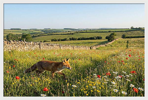 Red Fox In English Countryside