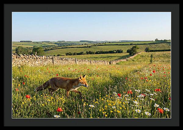 Red Fox In English Countryside