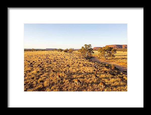 Red Kangaroo Mob Grazing