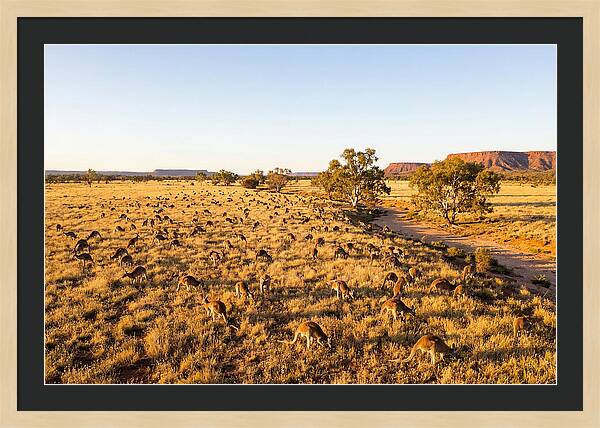 Red Kangaroo Mob Grazing