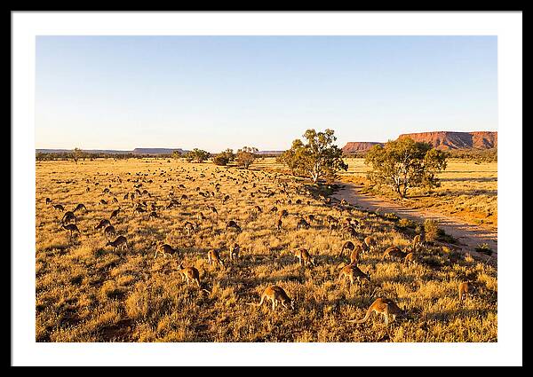 Red Kangaroo Mob Grazing