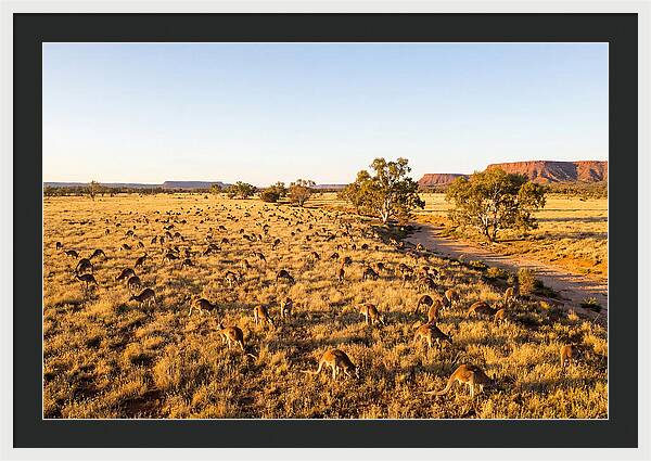 Red Kangaroo Mob Grazing