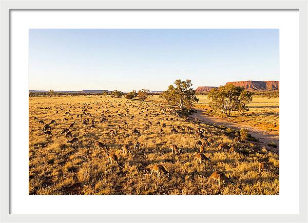 Red Kangaroo Mob Grazing
