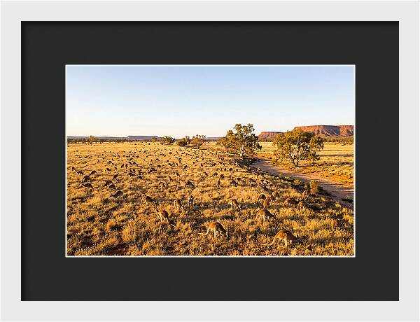 Red Kangaroo Mob Grazing
