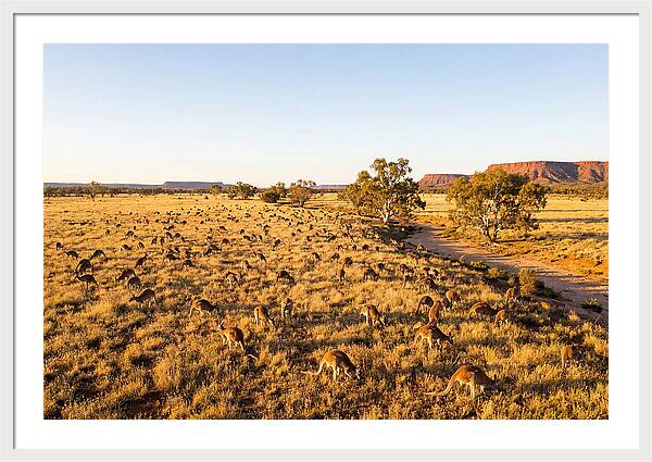 Red Kangaroo Mob Grazing