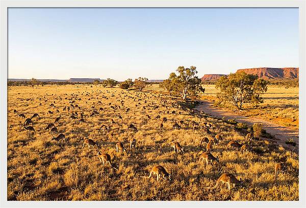 Red Kangaroo Mob Grazing