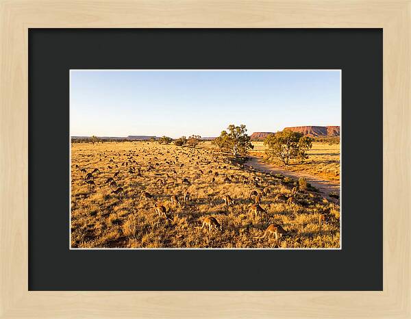 Red Kangaroo Mob Grazing
