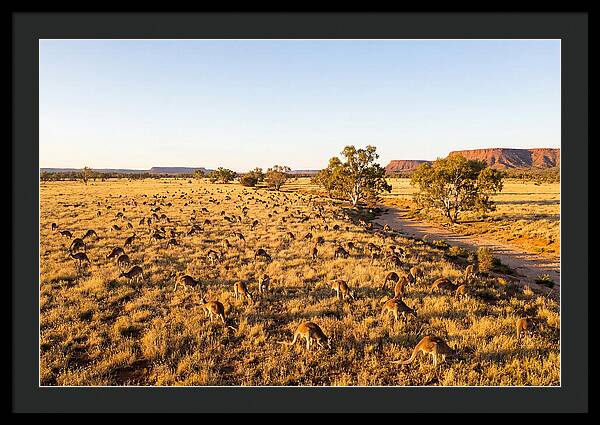 Red Kangaroo Mob Grazing