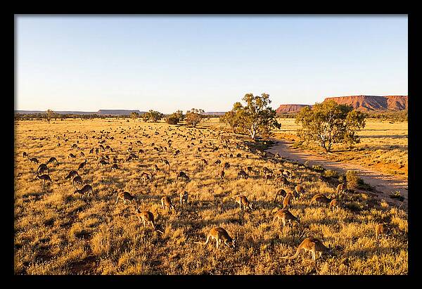 Red Kangaroo Mob Grazing