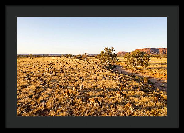 Red Kangaroo Mob Grazing