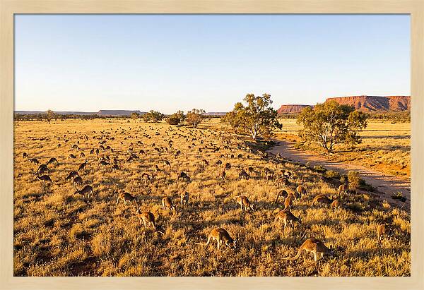 Red Kangaroo Mob Grazing