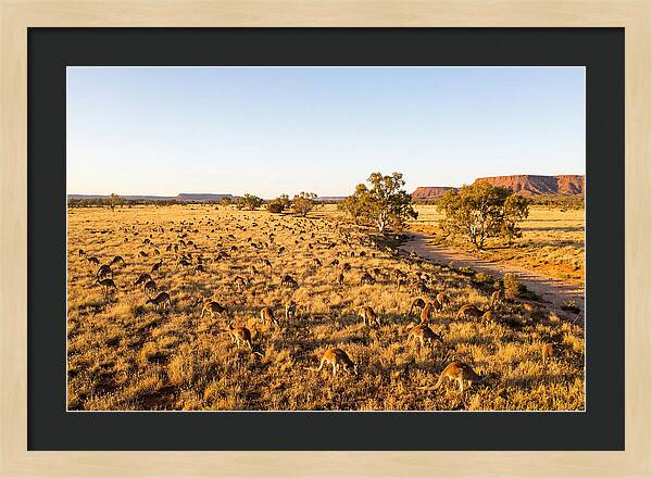 Red Kangaroo Mob Grazing