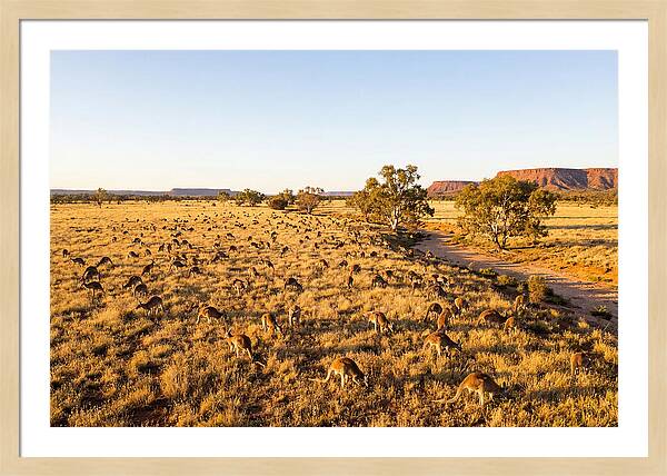 Red Kangaroo Mob Grazing