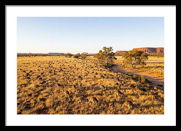 Red Kangaroo Mob Grazing