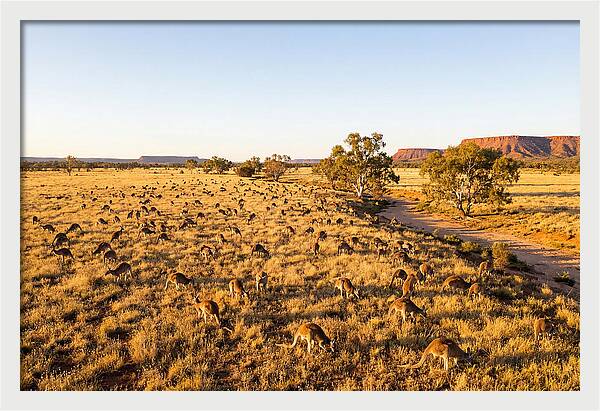 Red Kangaroo Mob Grazing