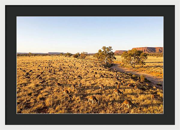 Red Kangaroo Mob Grazing