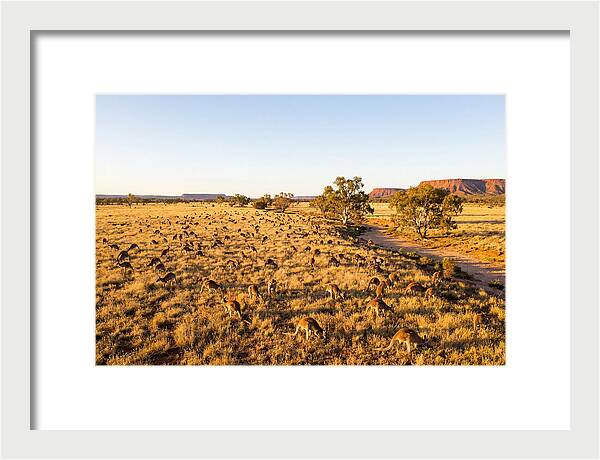 Red Kangaroo Mob Grazing