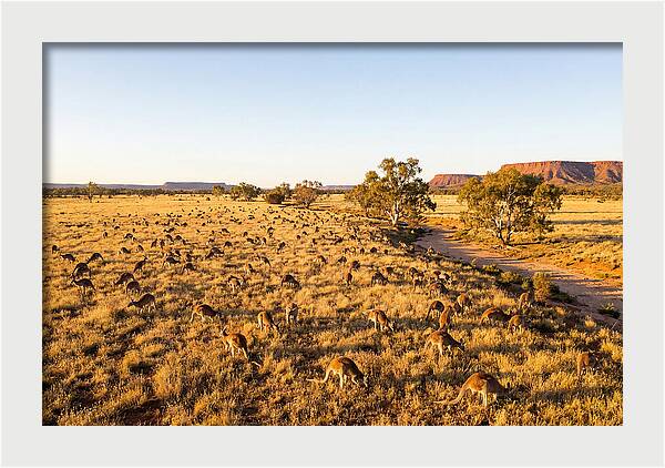 Red Kangaroo Mob Grazing