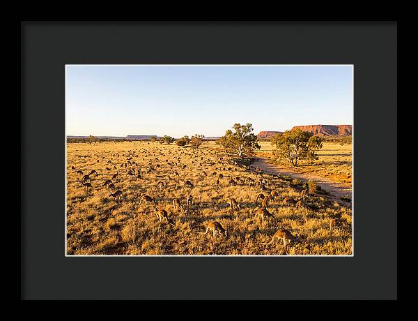 Red Kangaroo Mob Grazing