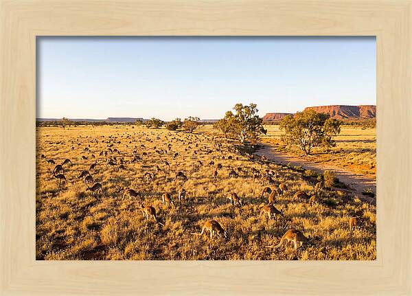 Red Kangaroo Mob Grazing